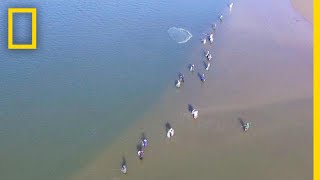 Wild Dolphins Help Fishermen and Get Rewarded  National Geographic [upl. by Auhoj]