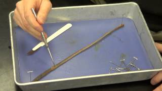 Earthworm Dissection [upl. by Godden]