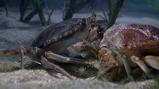 Arthropods  Blue Crab Molting [upl. by Us]