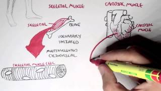 Myology  Introduction Skeletal Cardiac Smooth Muscles [upl. by Norrabal]