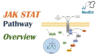 JAKSTAT Signaling Pathway [upl. by Beitris]