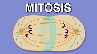 MITOSIS CYTOKINESIS AND THE CELL CYCLE [upl. by Cailean]