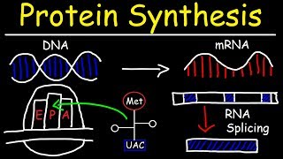 Transcription and Translation  Protein Synthesis From DNA  Biology [upl. by Alleinad]