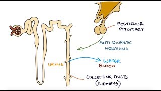 Understanding Hyponatraemia [upl. by Ennaillij]