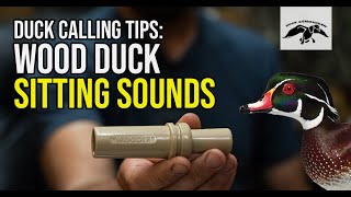 Wood Duck Calling Tips Sitting Sounds [upl. by Meneau656]