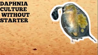 HOW TO CULTURE DAPHNIA NATURALLY WITHOUT A STARTER [upl. by Adnala]