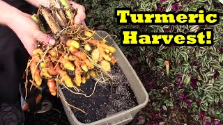 How to Harvest Turmeric from Containers [upl. by Grigson]