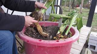 Preparing Turmeric for Winter in a Cold Climate [upl. by Hepsiba472]