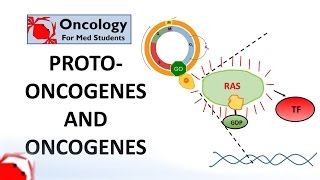 7 Protooncogenes and Oncogenes [upl. by Idona]