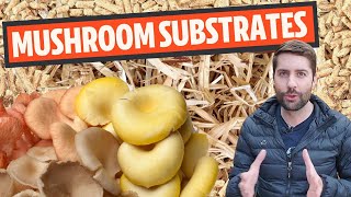 Understanding Mushroom Substrates What Do Mushrooms Grow On [upl. by Igor]