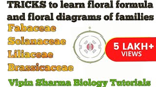 Trick to Learn FLORAL FORMULA and DIAGRAMS of Family Fabaceae Solanaceae Liliaceae  NEET UG [upl. by Nairad]