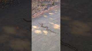 Big sneaky gopher snake [upl. by Travers603]