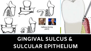 GINGIVAL SULCUS AND SULCULAR EPITHELIUM [upl. by Nathanil]