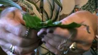 Houseplants 4 If your leaves have brown tips [upl. by Pansir]