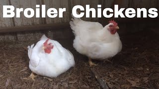 Chicken Breed Analysis The Broiler [upl. by Eydnarb394]