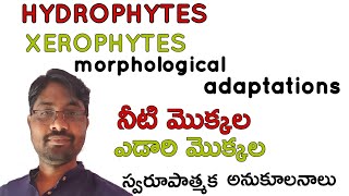 Hydrophytes and Xerophytes morphological adaptations Bhaskars biology [upl. by Yedarb]