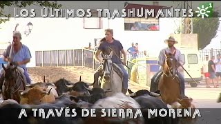 Toros en trashumancia ganado bravo en Sierra Morena Toros desde Andalucía [upl. by Onairot]