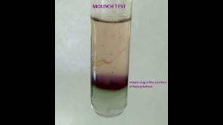 Molisch Testa group test for Carbohydrates [upl. by Gnal]