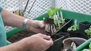 Taking Dahlia Cuttings [upl. by Sascha]