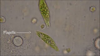 Euglena  The Flagellate [upl. by Nediarb]