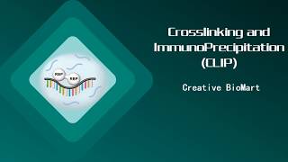 Crosslinking and ImmunoPrecipitation CLIP [upl. by Aicargatla]