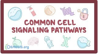 Common cell signaling pathway [upl. by Ennoved368]