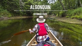 Algonquin Park Oxtongue River Canoe Route [upl. by Ocihc691]