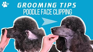 How to clip a standard poodles face  Grooming Tips  TRANSGROOM [upl. by Sada]