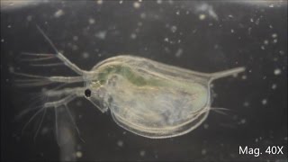 Daphnia magna under the Microscope [upl. by Nosliw]