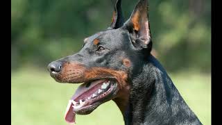 DOGS BARKING  DOBERMAN Barking Sound 2019 [upl. by Kusin342]