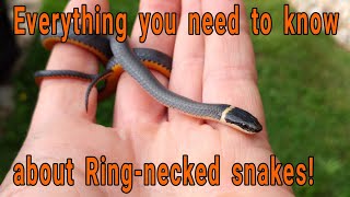 Everything you need to know about Ringnecked snakes Diadophis punctuatus [upl. by Anniala]