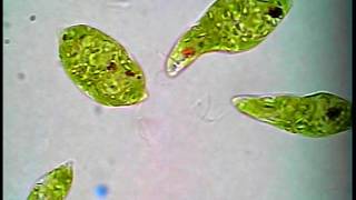 Euglena lifestyle [upl. by Eissac633]