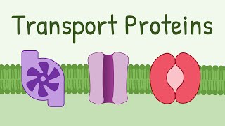 Transport Proteins Pumps Channels Carriers [upl. by Hniv]