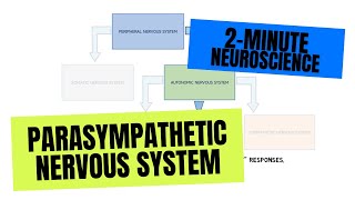 2Minute Neuroscience Parasympathetic Nervous System [upl. by Kayley]