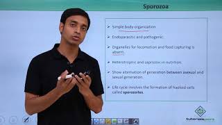 Class 11th – Protozoans – Sporozoa  Biological Classification  Tutorials Point [upl. by Fai]