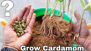 How to grow Cardamom How to grow Cardamom plant [upl. by Perreault]