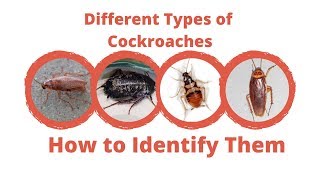 Different Types of Cockroaches  Maggies Farm [upl. by Alli148]