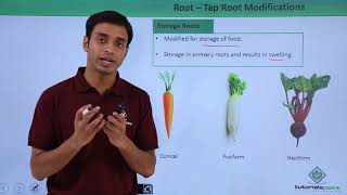 Class 11th – Root – Tap Root Modifications  Morphology of Flowering Plants  Tutorials Point [upl. by Llenahs]