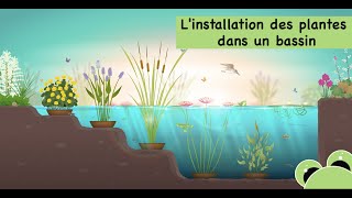 Linstallation des plantes aquatiques dans un bassin creusé dans le jardin ou hors sol [upl. by Shira330]