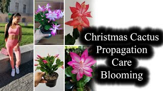 How To Grow Christmas Cactus How To Propagate Christmas Cactus [upl. by Ezarras471]