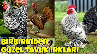 Tüm tavuk ırkları dünya üzerindeki birbirinden değişik 60 tavuk cinsi [upl. by Airamahs]