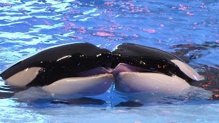 One Ocean Full Show  SeaWorld Orlando  January 28 2017 [upl. by Ledniahs290]