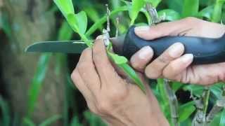 HOW TO PROPAGATE  DENDROBIUM NOBILES [upl. by Robb324]