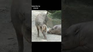 fact  about BABIRUSA [upl. by Buckden]