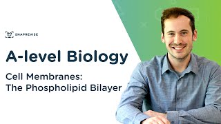 Cell Membranes The Phospholipid Bilayer  Alevel Biology  OCR AQA Edexcel [upl. by Enilesor]