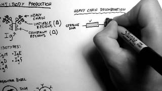 BCells 2  Antibody Production and Recombination [upl. by Red]