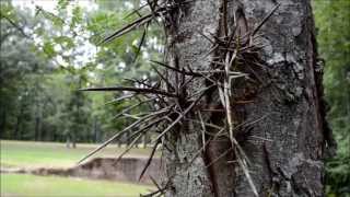 Honey Locust Tree aka Thorny Locust [upl. by Ronn339]