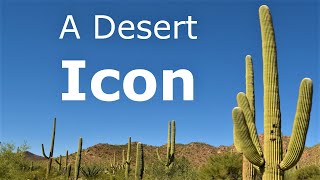 Icon of the American Desert The Mighty Saguaro Cactus [upl. by Nella640]