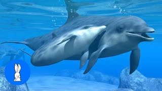 Wild Dolphins Swimming in HD Compilation [upl. by Dnaltruoc457]