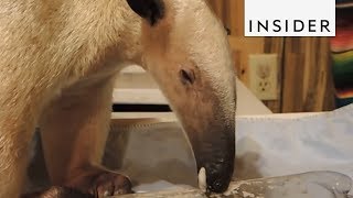 How Anteaters Eat [upl. by Macdermot]